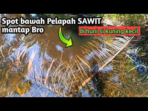 Mancing Ikan Betok Mancing Betok Papuyu Di Kebon Sawit Bikin Puasa