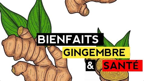 Le Gingembre Les Bienfaits Cach S Du Gingembre Sur La Sant Youtube