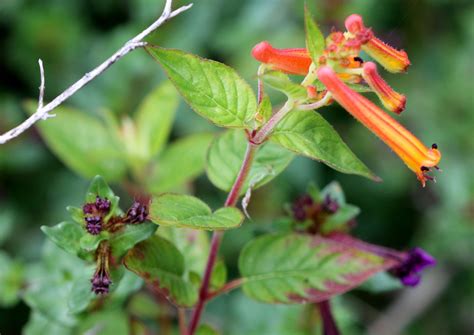 Cuphea Aequipetala Introduced Usa Eflora Of India