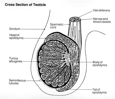 Testis Cross Section With Sperm