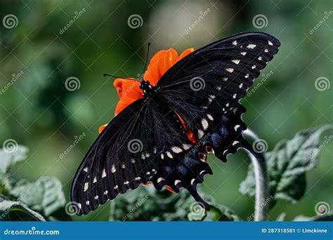 Black Swallowtail Butterfly Feeding On Tithonia Diversifolia Or Mexican