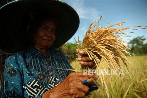 Penurunan Harga Gabah Petani Murni Akibat Panen Raya Republika Online