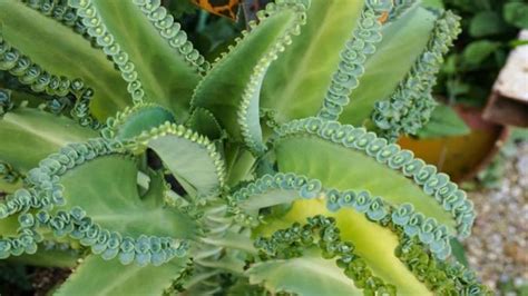 Cuidados Para Tu Kalanchoe Daigremontiana Tips Imprescindibles