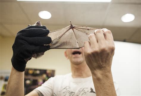 Photo gallery: Flying Fox Conservation Fund - Riverside-Brookfield Landmark