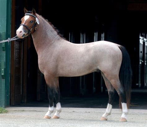 Bay Roan Welsh Mountain Pony Stallion, Cherubs Casanova - 11.3hh | Pony ...