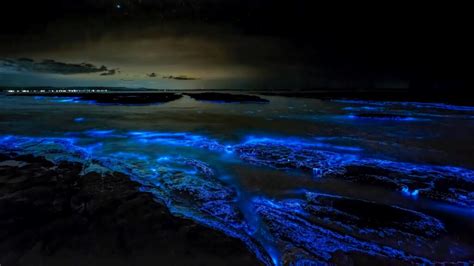 Biolumineszenz Das Lichtspiel In V Lliger Dunkelheit Meeresblog