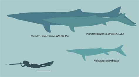 Relative size of Pluridens serpentis sp. nov., syntypes and largest ...