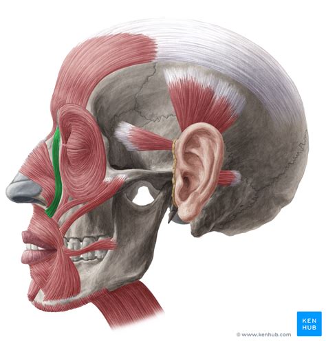 Muscle Exercises: Orbicularis Oris Muscle Exercises