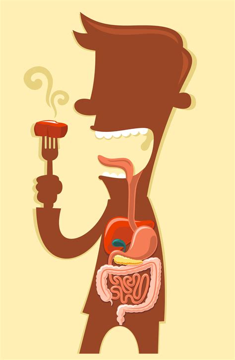 Mengenal Sistem Pencernaan Dan Organ Organ Yang Terlibat Di Dalamnya