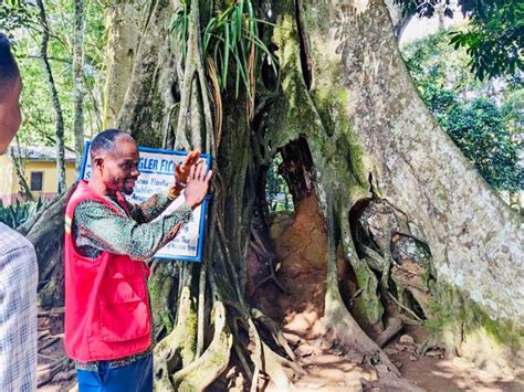 Full Day Aburi Botanical Gardens Tour Getyourguide