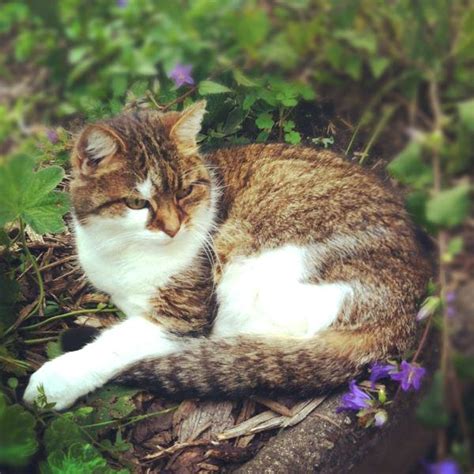 Image Light Brown Tabby Warriors White She Cat With Light Brown Patches Light Brown Tabby Cat