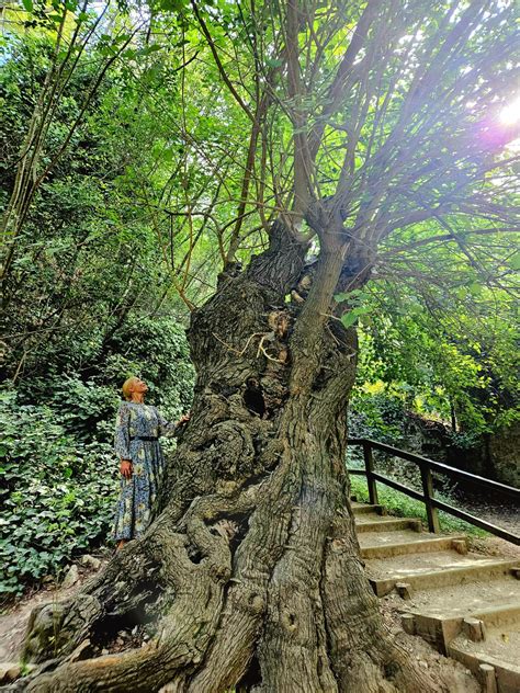 400-year-old ‘Green Lady’ named Croatian Tree of the Year | Croatia Week