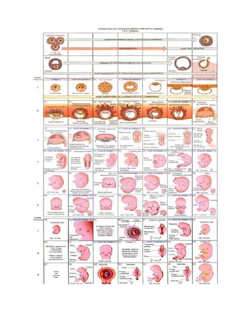 Desenvolvimento Embrionário Humano Pdf Fertilização Processos