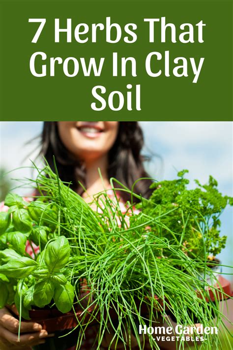 Native Plants That Thrive In Clay Soil Artofit