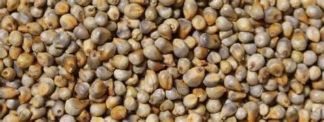 Indian Pearl Millet Bajra Packaging Size 30 Kg Organic At Rs 26 25