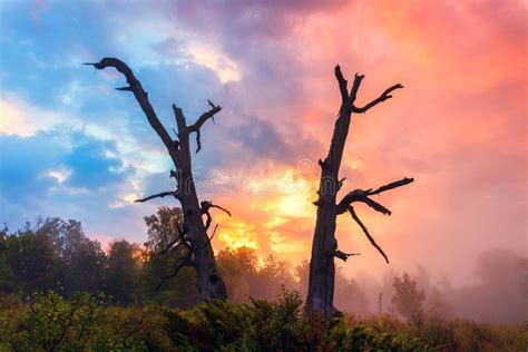 Profili Di Vecchi Tronchi Di Albero Nella Nebbia Immagine Stock