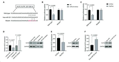 KLF2 Is A Direct Target Of Exosomal MiR 25 A Binding Sequences