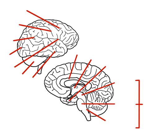 Basic Neuroanatomy Diagram Quizlet