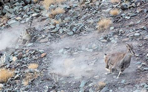 Snow Leopard Chasing Prey