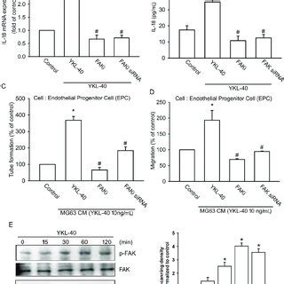 The focal adhesion kinase (FAK) signaling pathway regulates ...