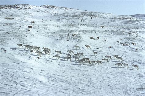 5. Caribou - herds | The Nick Newbery Photo Collection