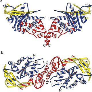 Ribbon Representation Of The Dimer Viewed Perpendicular To The Fold