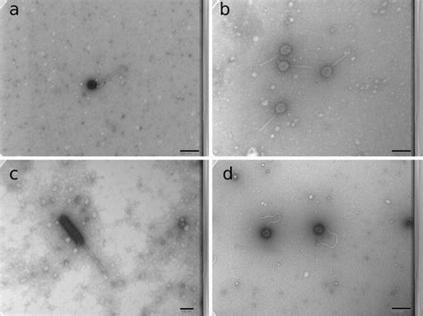 Transmission Electron Micrographs Of Phage Isolates Used In Microcosm