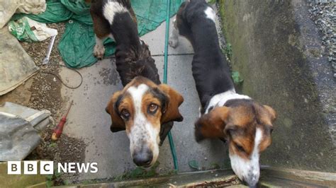 Rspca Horrific Animal Cruelty Cases Hit Four Year High