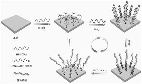 一种通用的基底表面接枝聚合物的方法与流程