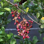 Pithecellobium Keyense Blackbead Tree For Sale Treeworld Wholesale