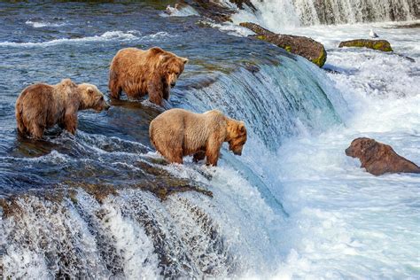 Bears Eating Salmon In Alaska