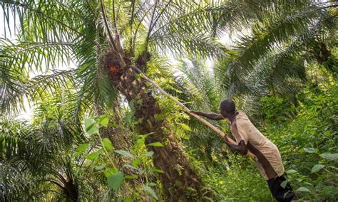 Harvesting Palm Fruit Regeneration International