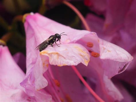 Rododendro Hormiga Insecto Foto Gratis En Pixabay