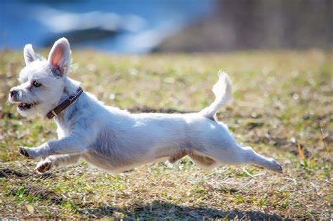 Maltese Poodle Chihuahua Mix - Poodle Cuddle