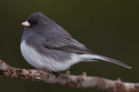 Dark-eyed Junco Calls (Learn 3 Sounds) - Bird Watching HQ