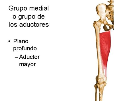 Msculos De Miembro Inferior Msculos De La Pelvis