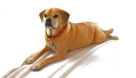 Puggle Dog Breed Information, Photos, History, Feeding and Care Advice