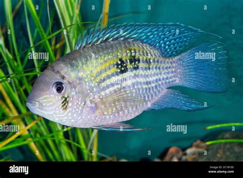 Acara hi-res stock photography and images - Alamy