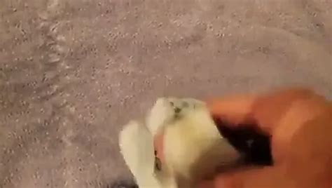 Cumming In Black Thong Again Free Man Porn XHamster XHamster