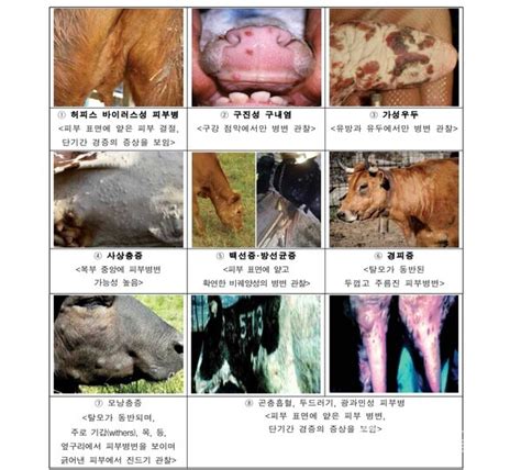 김포서도 ‘럼피스킨병 의심 신고 농장 출입통제 조치