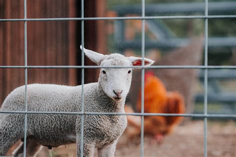 Lamb Behind Fence By Stocksy Contributor Justin Mullet Lamb