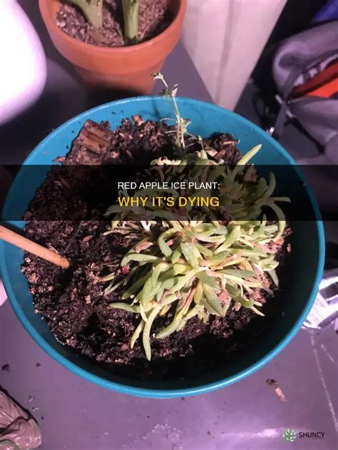 Red Apple Ice Plant Why Its Dying Shuncy