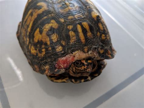 how do you turtle injured for beginners 8