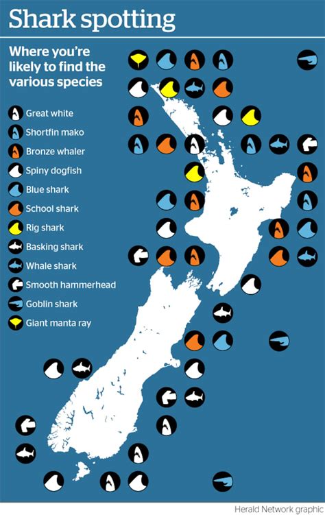 The sharks in our seas: Which species you're likely to encounter on the ...