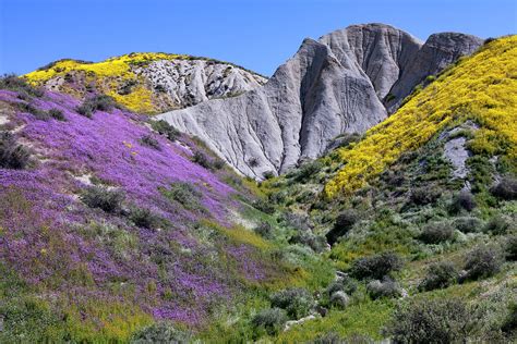 Temblor Range Wildflowers 1 Photograph by Rick Pisio - Pixels