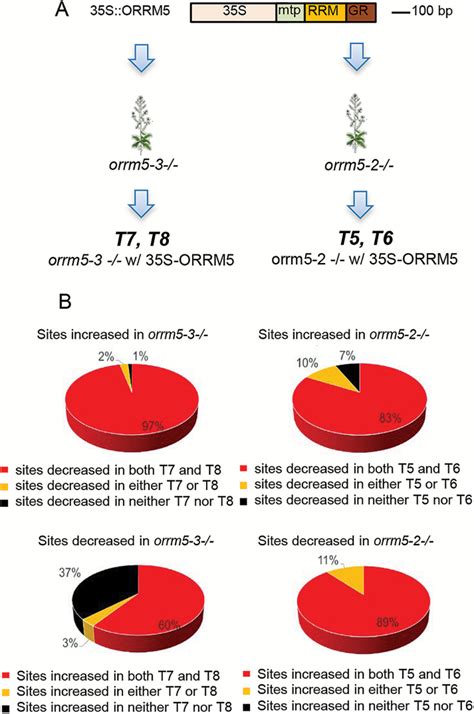 ORRM5 An RNA Recognition Motif Containing Protein Has A Unique Effect