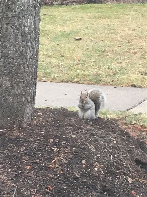 This Fat Fuck Screamed At And Chased Me R Fatsquirrelhate