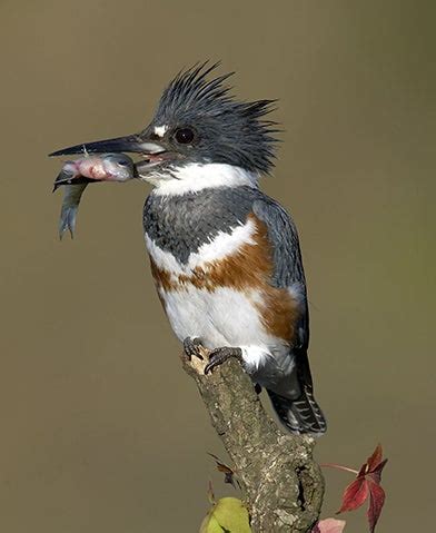 Belted Kingfisher | Outdoor Alabama