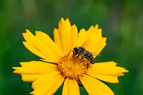 Honigbiene Sammelt Pollen Auf Einer Leuchtend Gelben Blume Premium Foto