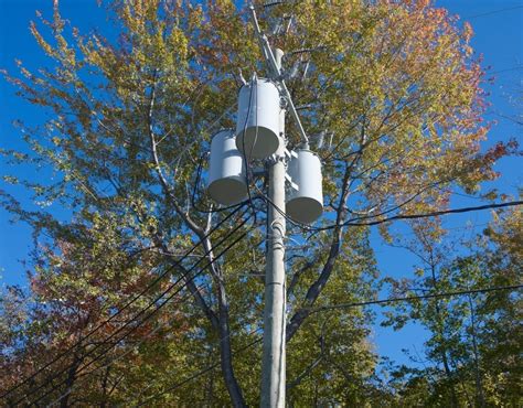 Removing Trees Near Power Lines: What You Need to Know | American Climbers